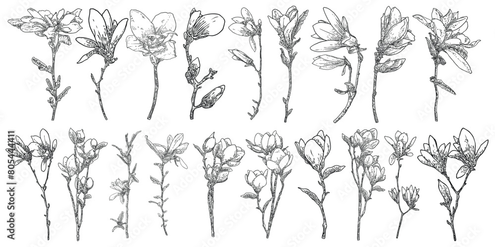 Magnolia flower drawings set. Sketch of floral botany twigs from real tree. Black and white with line art isolated on white background. Real life hand drawn illustrations of magnolia bloom. Vector. Magnolia flower drawings set. Sketch of floral botany twigs from real tree. Black and white with line art isolated on white background. Real life hand drawn illustrations of magnolia bloom. Vector.