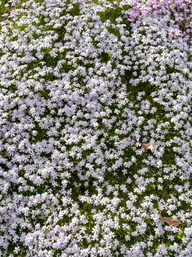 dense field of flowers with white flowers standing in isolation