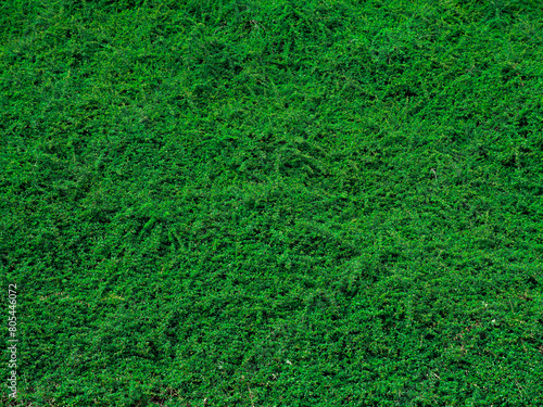 Dense hedge field, completely green, perfect as a background for a text space