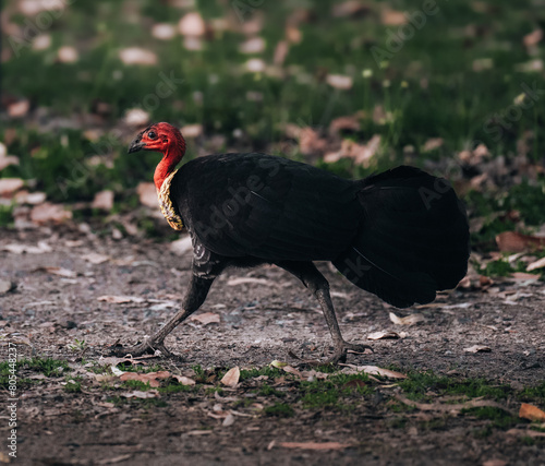 The Australian Brush Turkey in the wild of the Queensland hinterland around Mt Warning photo