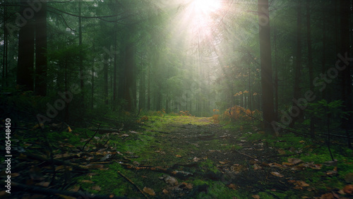 Magical foggy forest path with sun rays. 
