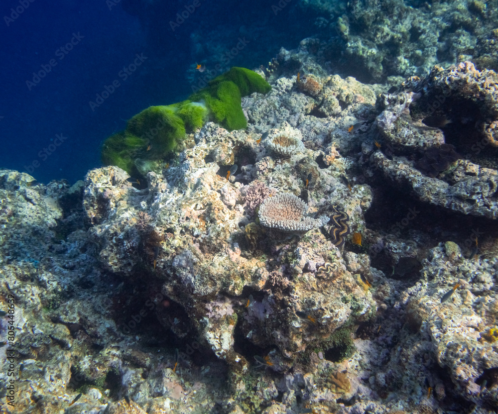 Beautiful tropical coral reef with shoal or red coral fish Anthias. Wonderful underwater world with corals, tropical fish Beautiful tropical coral reef with shoal or red coral fish Anthias. Wonderful underwater world with corals, tropical fish