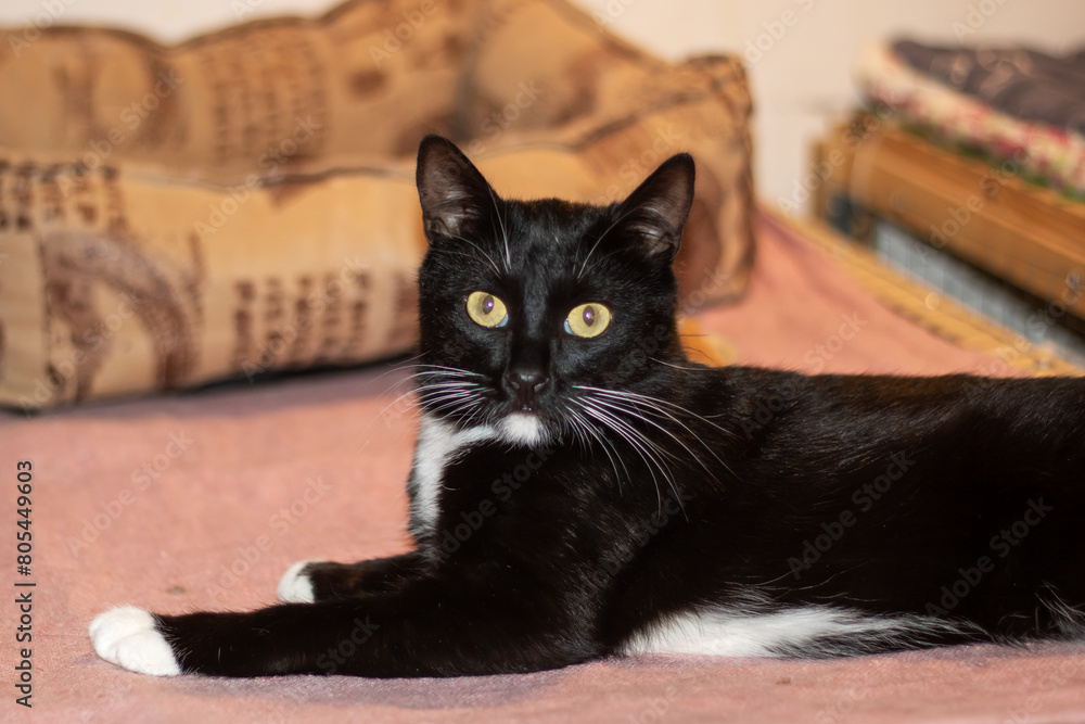 A black Bombay cat with white paws lounges on a bed, enveloped in comfort