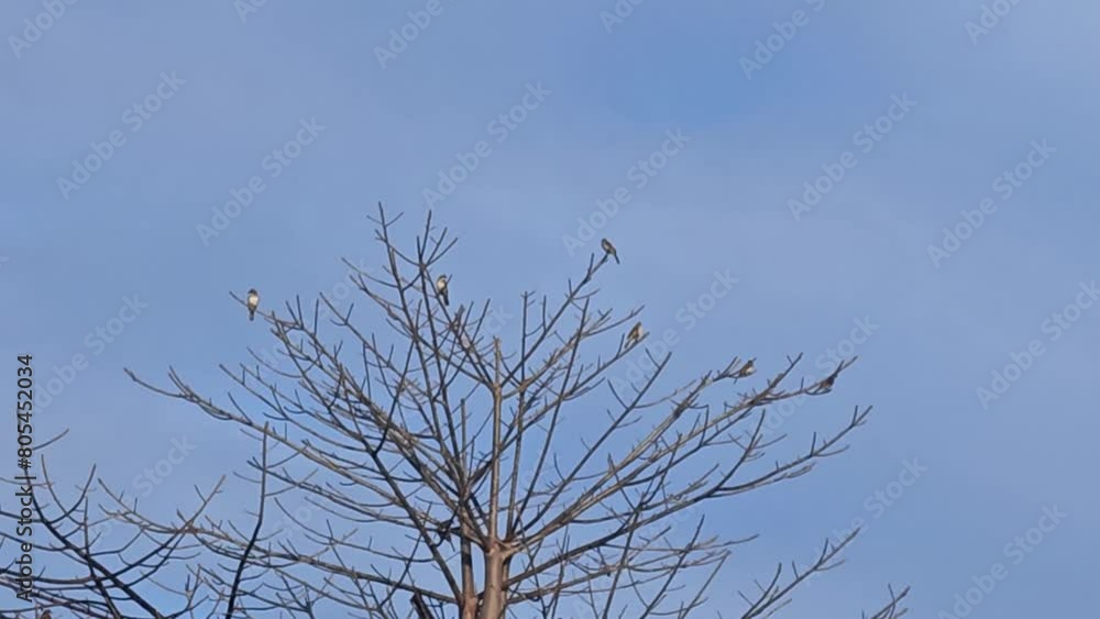 A branch of a tree that is perched on by small birds A branch of a tree that is perched on by small birds