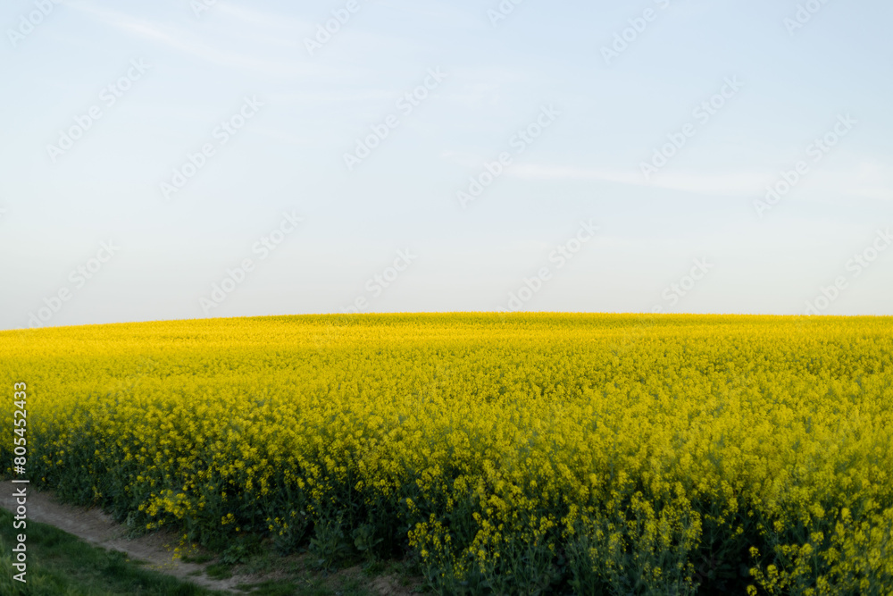 Fototapeta premium rapeseed field