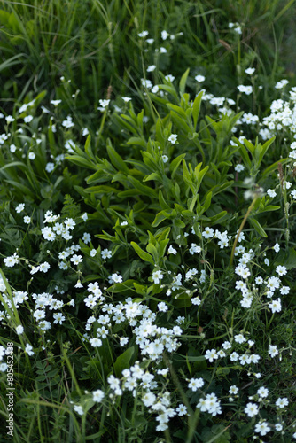 Wallpaper Mural white flowers in the grass Torontodigital.ca
