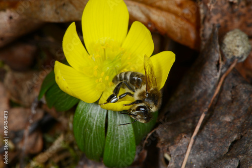 Biene,  Bienen,  Honigbiene,  Aphis mellifera photo