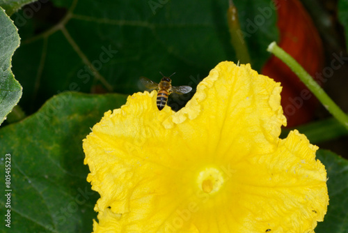 Biene,  Bienen,  Honigbiene Aphis mellifera photo