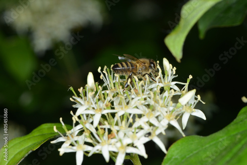 Biene,  Bienen,  Honigbiene,  Aphis mellifera photo