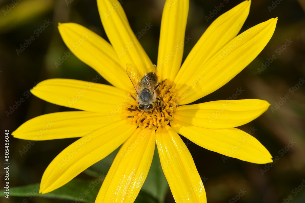 Biene, Bienen, Honigbiene, Aphis mellifera Biene, Bienen, Honigbiene, Aphis mellifera