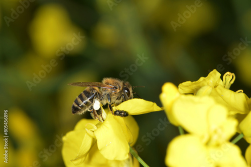 Biene,  Bienen,  Honigbiene,  Aphis mellifera © Peter Oetelshofen