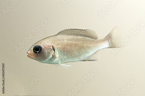 Largescale blackfish (Girella punctata) juvenile photo