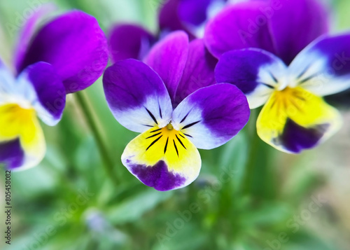 purple and yellow pansy flower close up
