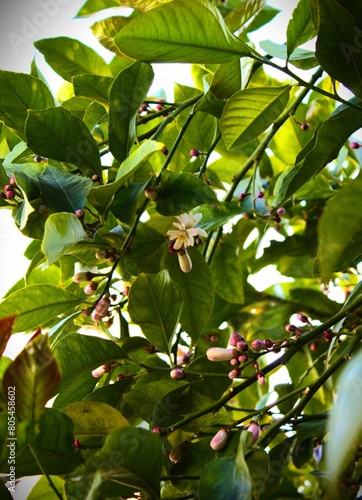 Lemon tree is a species of small evergreen trees from the flowering plant family Rutaceae. The beauty of its flowers with white and pink color.