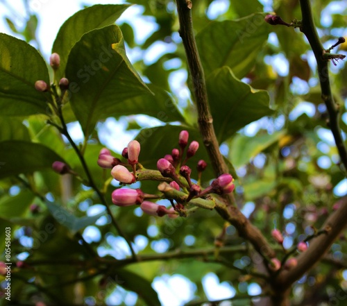 Lemon tree is a species of small evergreen trees from the flowering plant family Rutaceae. The beauty of its flowers with white and pink color.
