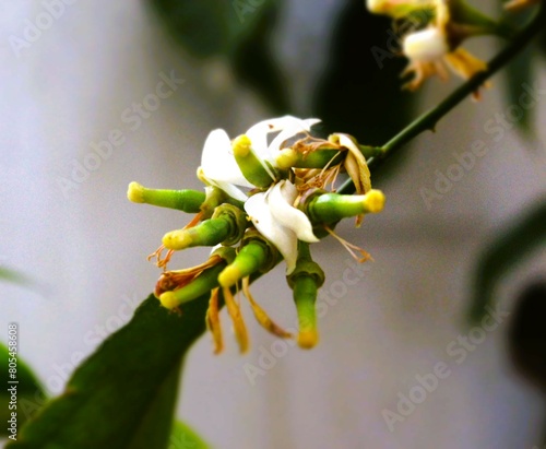 Lemon tree is a species of small evergreen trees from the flowering plant family Rutaceae. The beauty of its flowers with white and pink color.