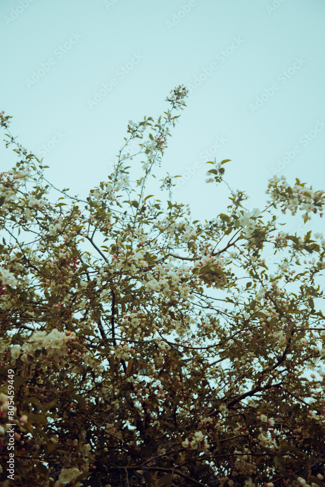 trees and sky