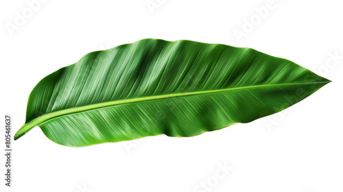 Green leaf with visible veins  on a transparent background.