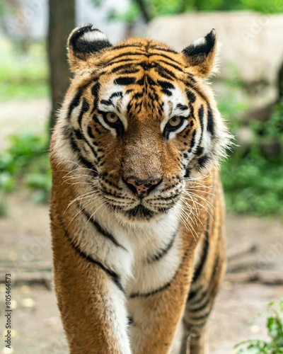 tiger in the zoo