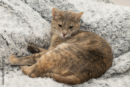 Cat looking at the side, after being woken up by the noise of another cat,