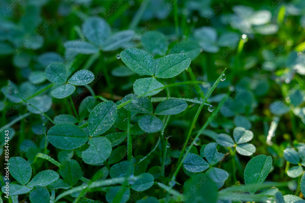 Dew on the grass.Morning frosts.Cold snap.Clover in dew drops. Dew on the grass.Morning frosts.Cold snap.Clover in dew drops.