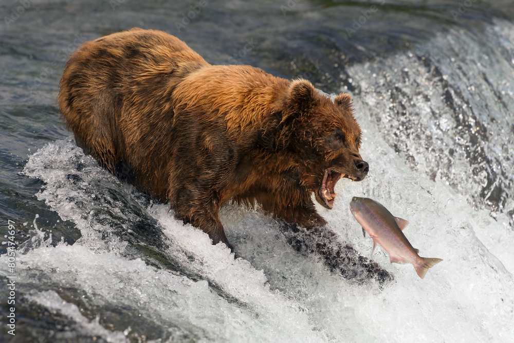Bear about to catch salmon in mouth Bear about to catch salmon in mouth