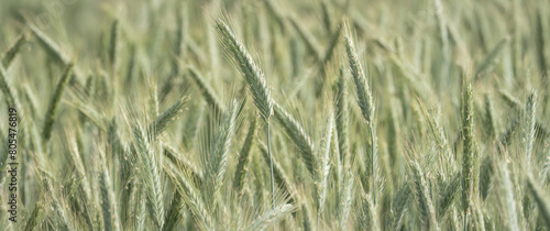Close up of the green wheat field during the day