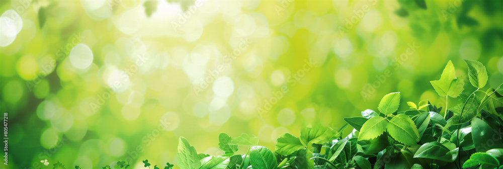 green grass background green grass background