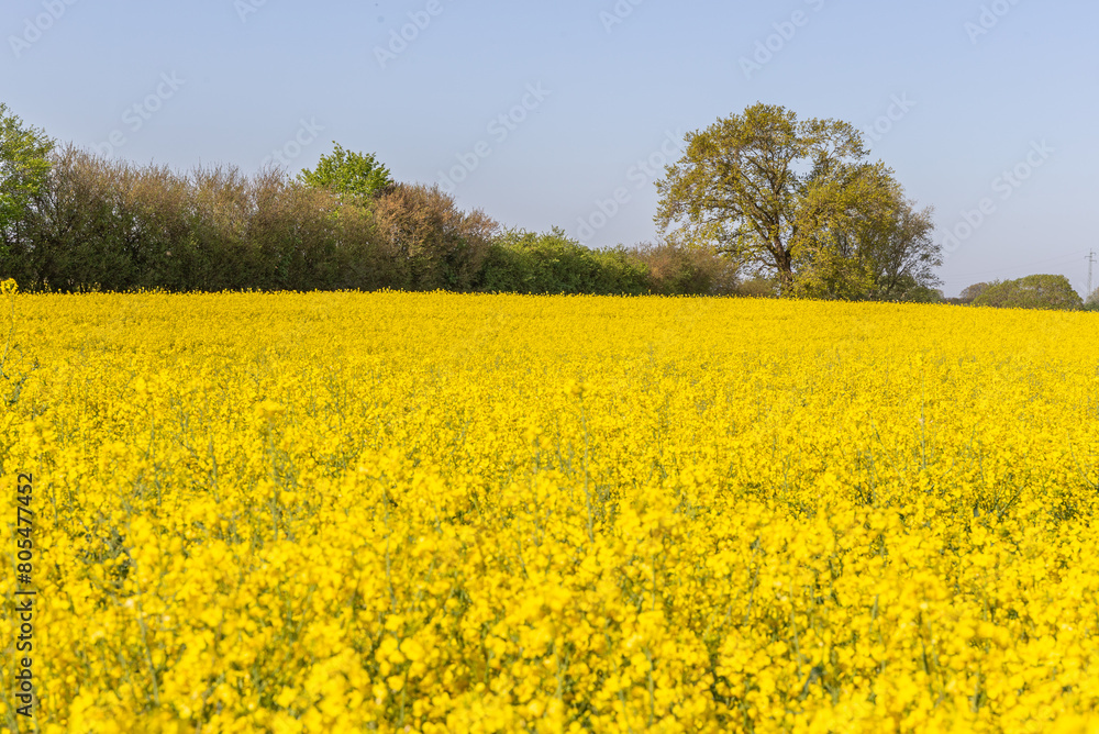 Blühendes Rapsfeld