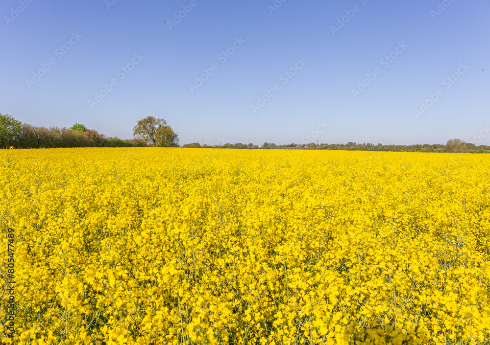 Blühendes Rapsfeld Blühendes Rapsfeld