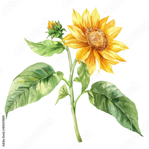 Watercolor drawing vector of a sunflower (Helianthus annuus) , isolated on a white background, clipart image, Illustration painting, design art, sunflower vector, Graphic logo, drawing clipart. 