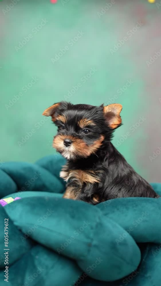 Cute playful Yorkshire terrier puppy puppy resting on a dog bed. Small adorable doggy with funny ears lying in lounger. Vertical video Cute playful Yorkshire terrier puppy puppy resting on a dog bed. Small adorable doggy with funny ears lying in lounger. Vertical video