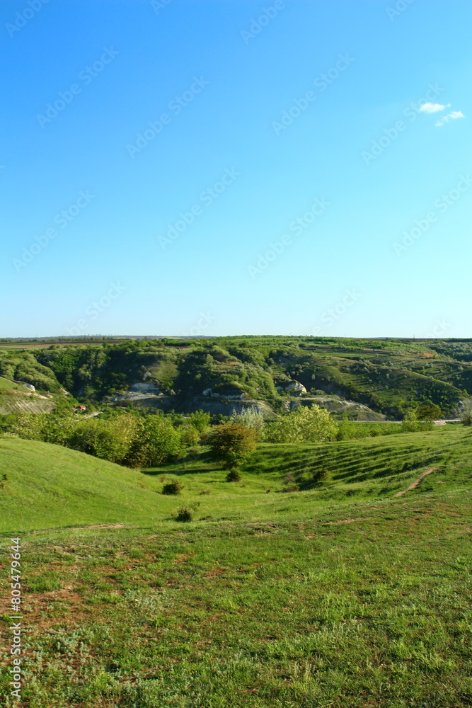 Naklejka premium A field with grass and trees