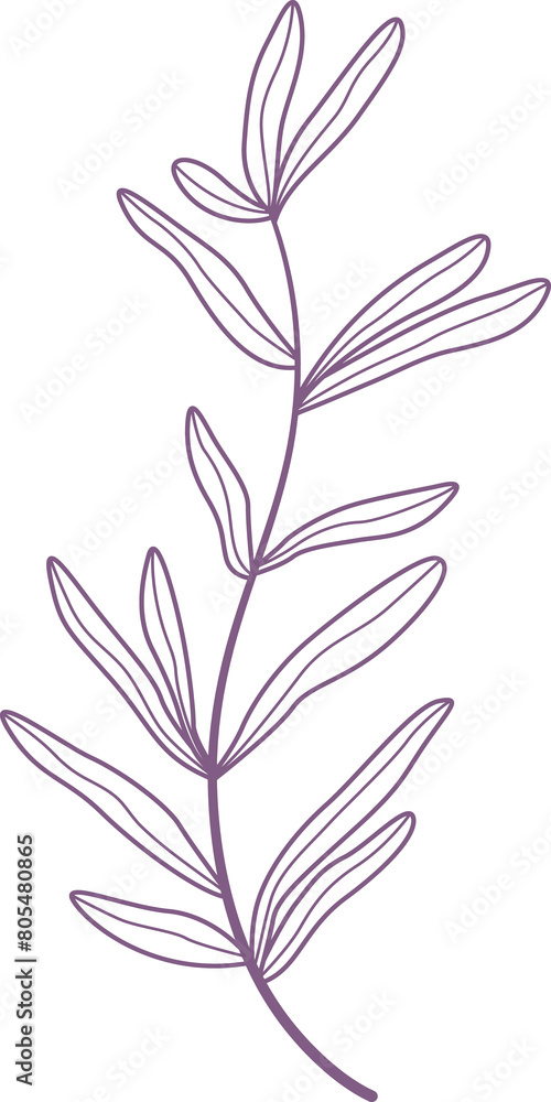 leaves. Hand drawn decorative elements leaves. Hand drawn decorative elements