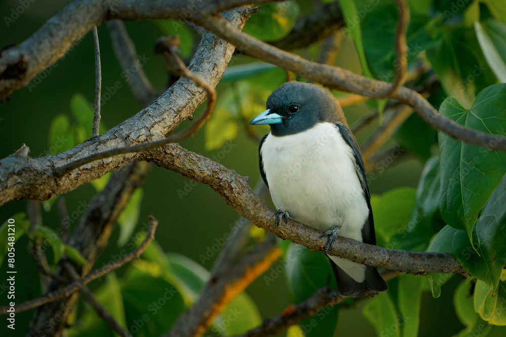 White-breasted woodswallow Artamus leucorynchus passerine bird in the jungle, breeds from Andaman Islands east through Indonesia and Australia, family Artamidae. White-breasted woodswallow Artamus leucorynchus passerine bird in the jungle, breeds from Andaman Islands east through Indonesia and Australia, family Artamidae.