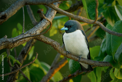 White-breasted woodswallow Artamus leucorynchus passerine bird in the jungle, breeds from Andaman Islands east through Indonesia and Australia, family Artamidae.