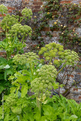 angelica in the walled garden