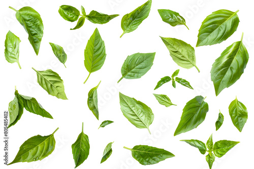 Green basil leaves, culinary herbs isolated on transparent background photo