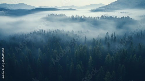 Foggy pine forest scene, aerial view. © crazyass