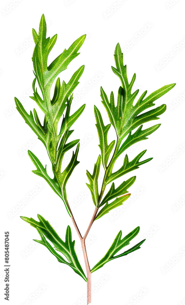 Fresh green parsley leaves isolated on transparent background Fresh green parsley leaves isolated on transparent background