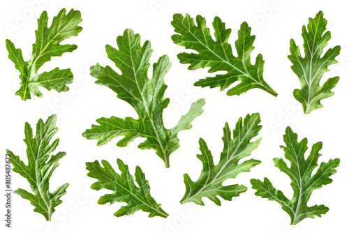 Fresh green parsley leaves isolated on transparent background