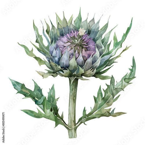 Watercolor painting vector of a thistle flower (silybum marianum), isolated on a white background, thistle vector, clipart Illustration, Graphic logo, drawing design art, clipart image