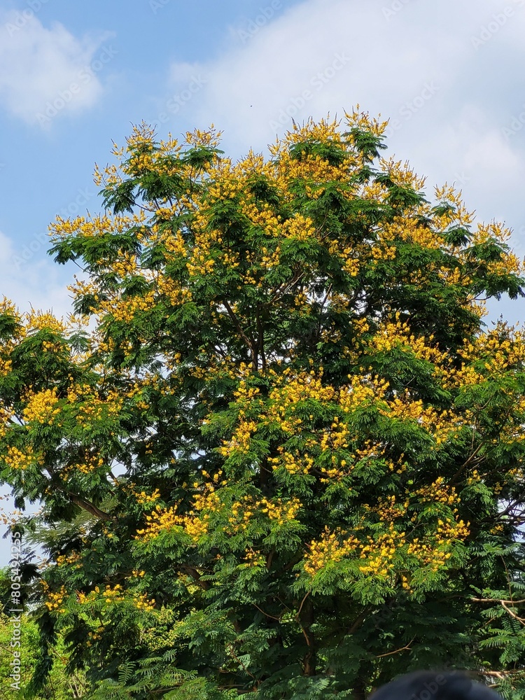 the tree blooms gorgeous yellow flowers the tree blooms gorgeous yellow flowers