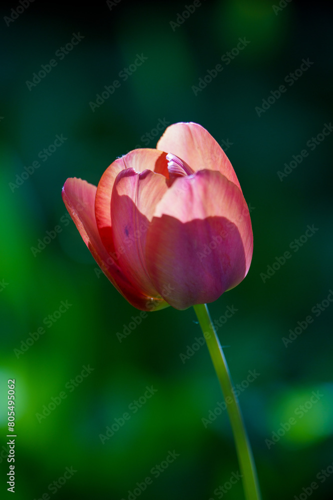 Tulip flower blossom on garden green background Tulip flower blossom on garden green background