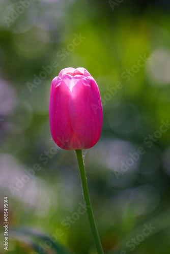 Tulip flower blossom on garden green background