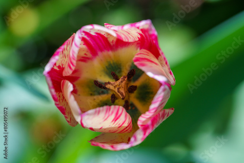 Tulip flower blossom on garden green background