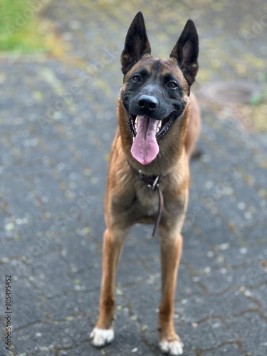 Belgian shepherd dog, malinois