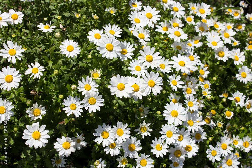 White chamomile in the garden. Close-up. Summer or spring flowers concept. White chamomile in the garden. Close-up. Summer or spring flowers concept.