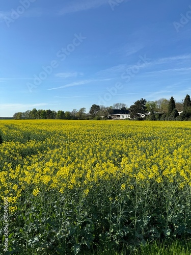 field of rapeseed against a blue sky