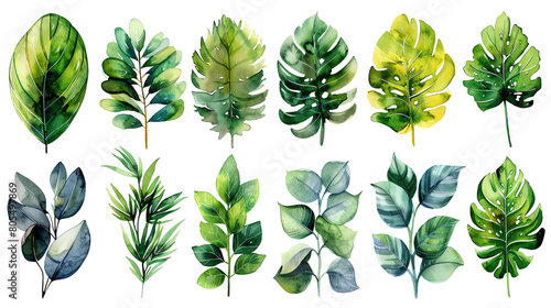 Set of watercolor hand drawn green leaves isolated on white background. Botanical illustration for design  print or background.